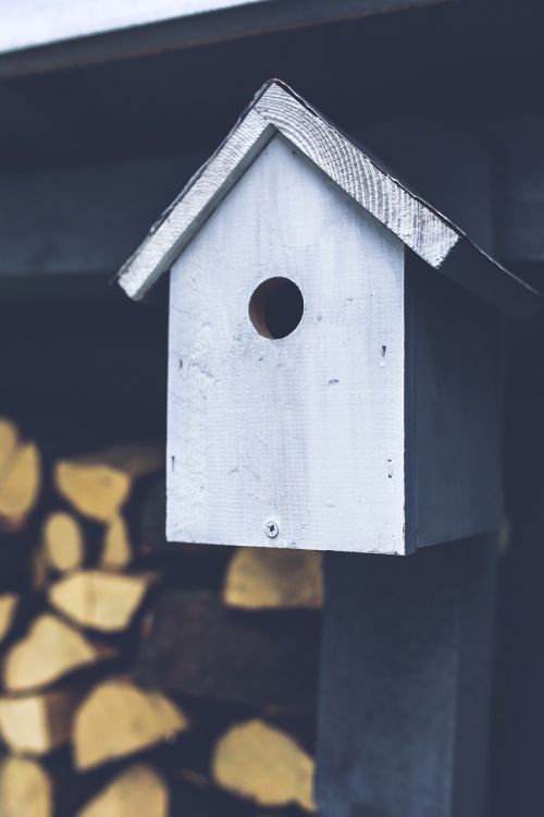 birdhouse bird gray