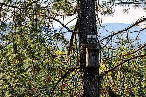 Birdhouse In Pine Tree