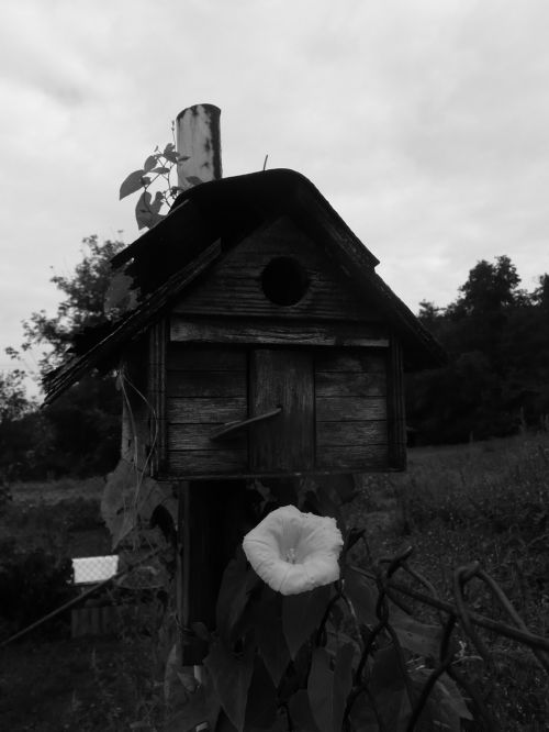 Birdhouse