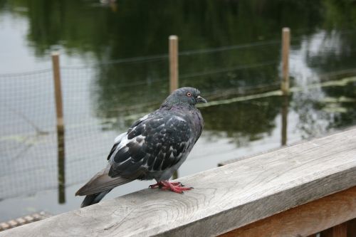 birdie pigeon bird