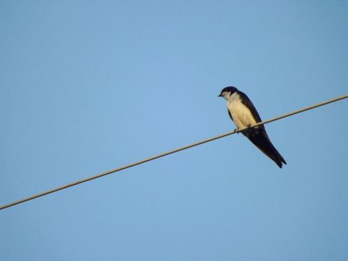 birdie bird swallow