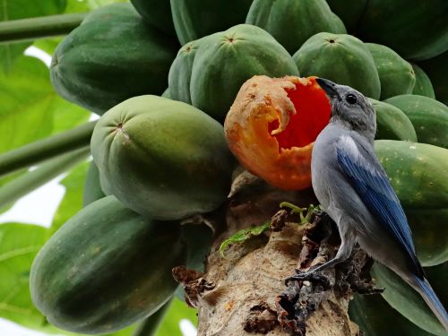 birdie nature fruit