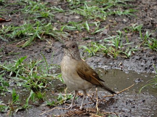 birdie nature bird