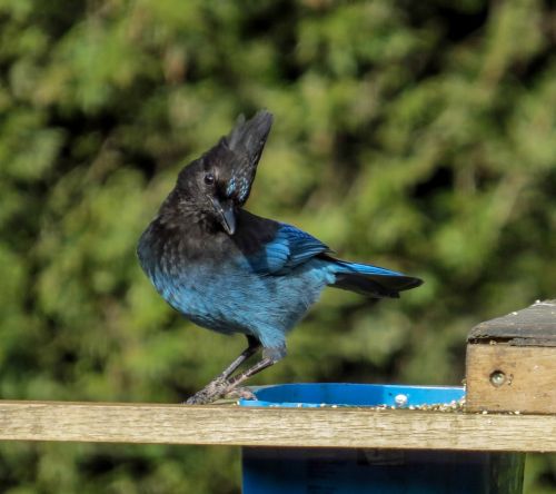 steller's jay bird jay