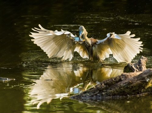 birding  birds photography  wildlife