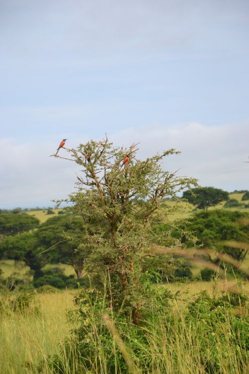 birdlife uganda tree