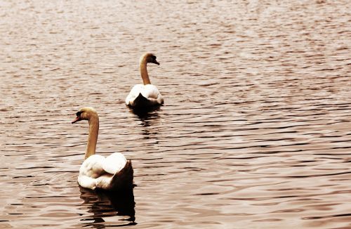 birds swans nature
