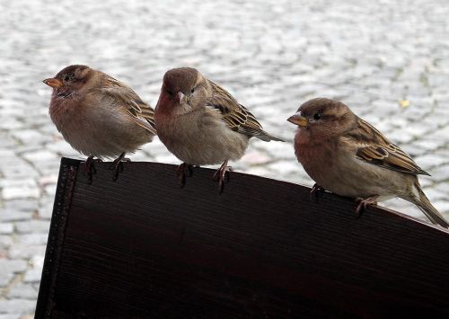 birds sparrows sparrow