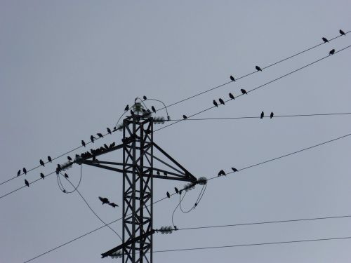 birds cables power line