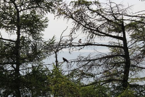 birds baikal forest