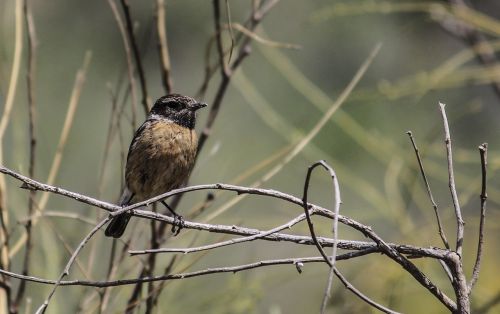 birds nature fauna