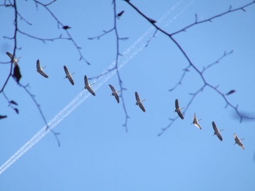 birds crane fly