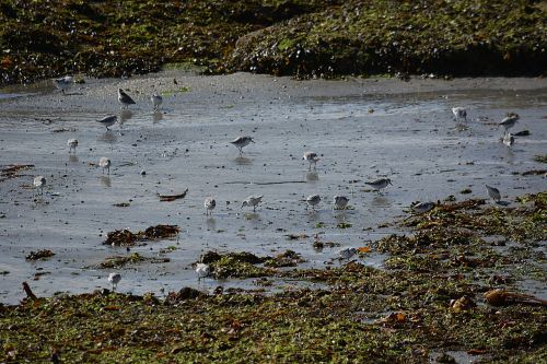 birds plovers fauna