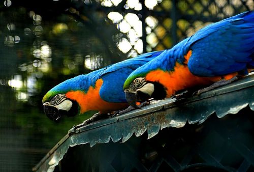 birds tropical birds nature