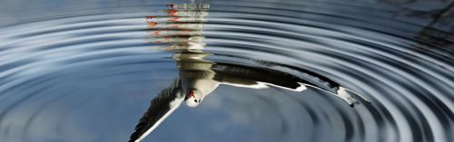 birds water mirroring