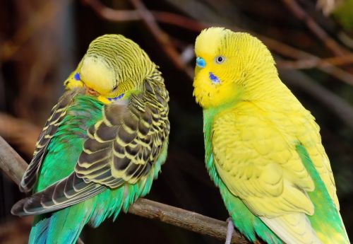 birds budgerigars together