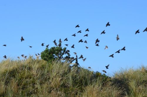 birds flock nature
