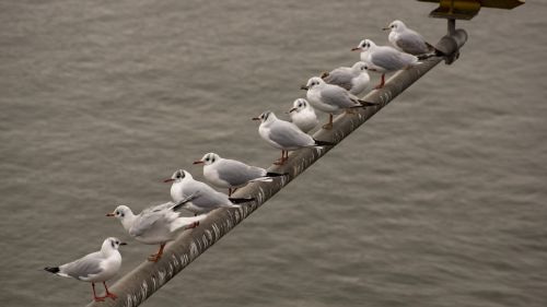 birds row flock
