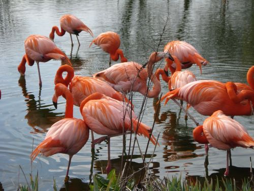 birds pink nature