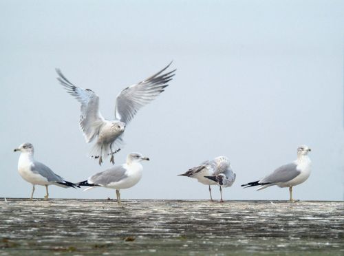 sea gulls birds wildlife