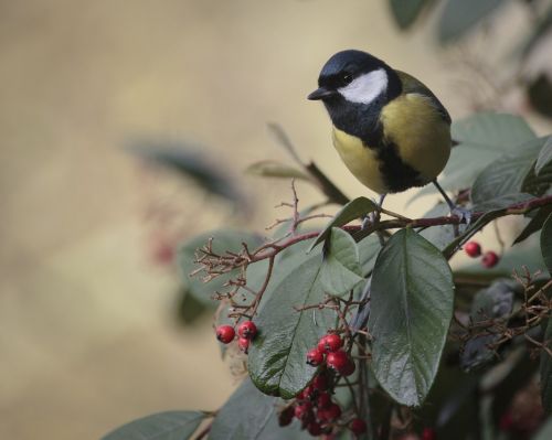 birds tit animals