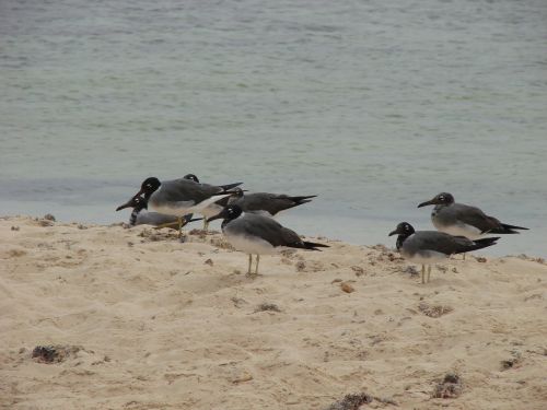 birds sand beach