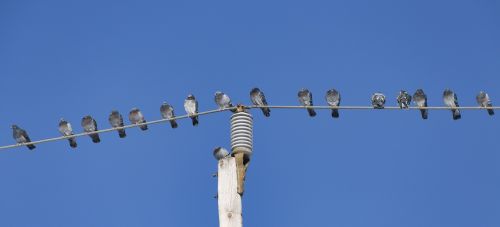 birds pole sky