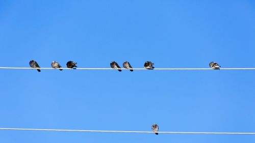 birds pole sky