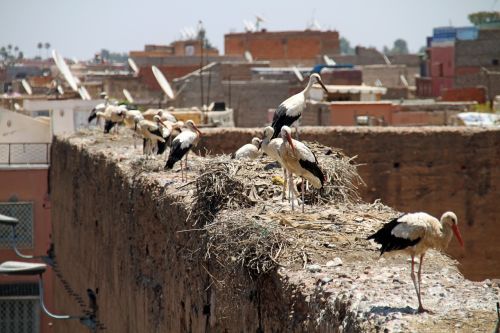 birds roof animal