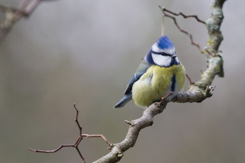 birds bird blue tit