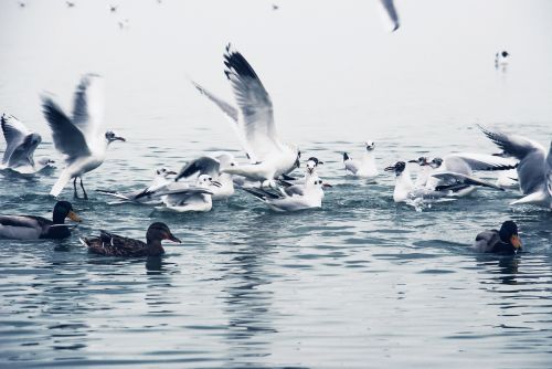 birds winter balaton