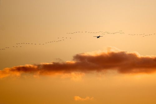 birds airplane sunset
