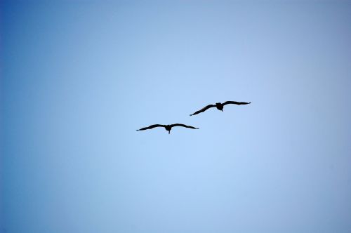 birds silhouette blue