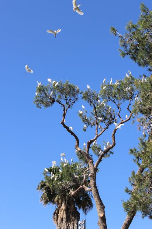 birds white tree