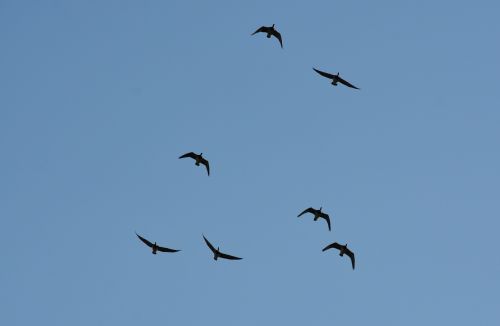 birds flight formation