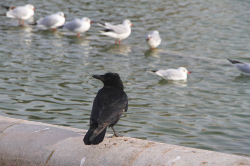 birds fight landscape