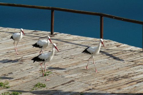 birds storks nature