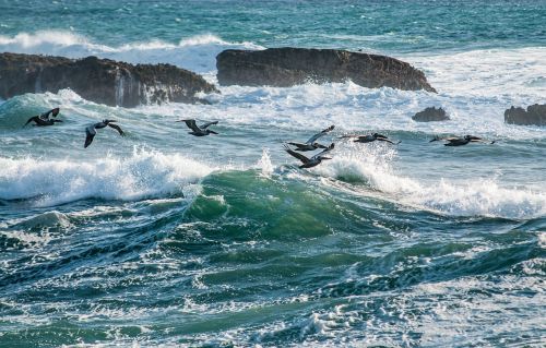 birds water ocean