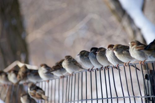 birds perched sparrows