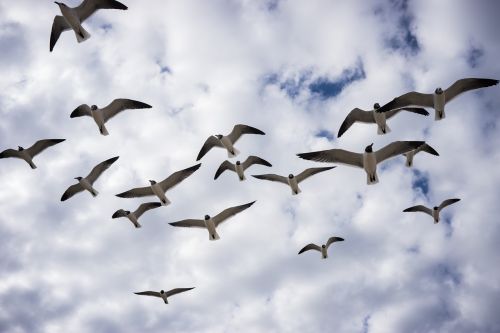 birds flight seagulls
