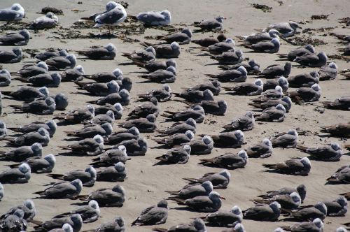 birds beach california