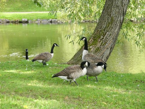 birds tree water