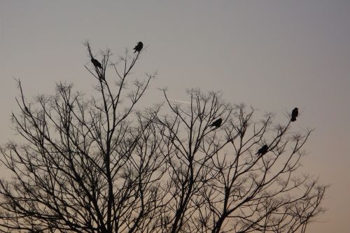 birds crows evening