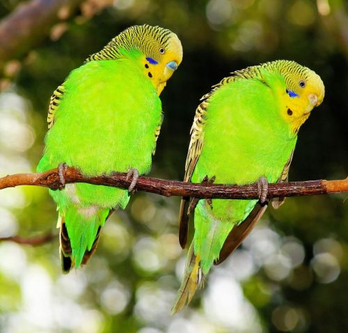 birds budgerigars green