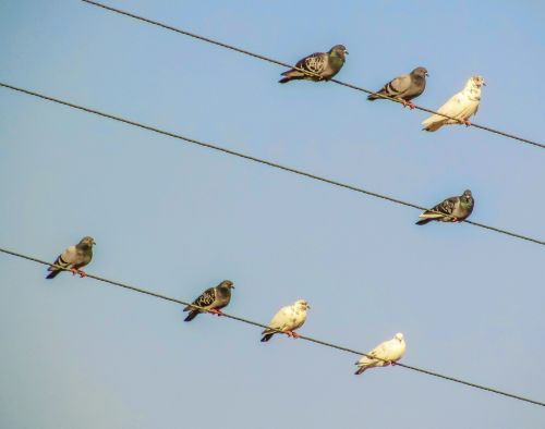 birds wire group