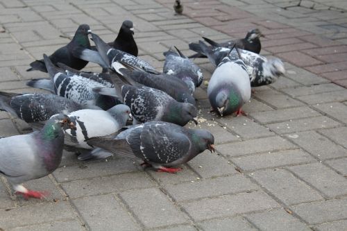 birds pigeons nature