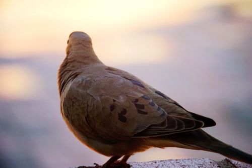 birds gray dove pigeon