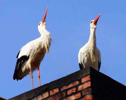 birds storks animals