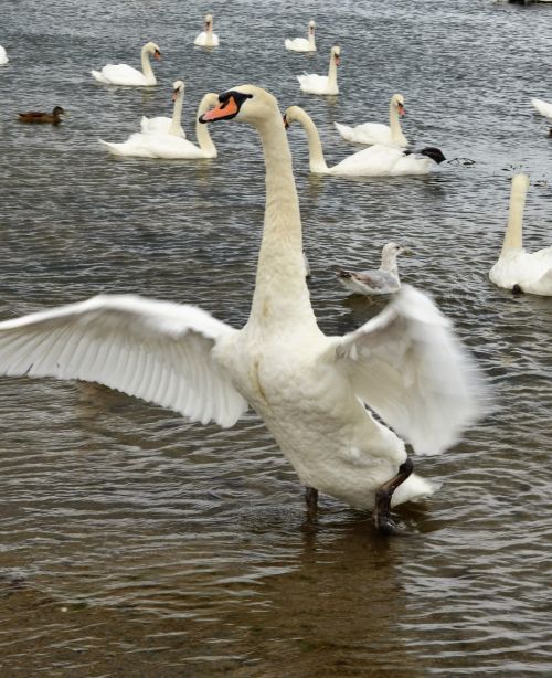 birds swan wildlife