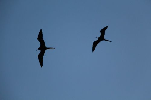 birds seagulls blue